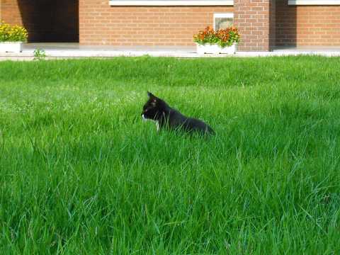 Cats