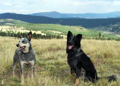 Dog Group